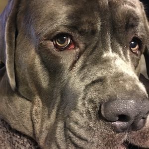 Meet your Posher, Chrissy